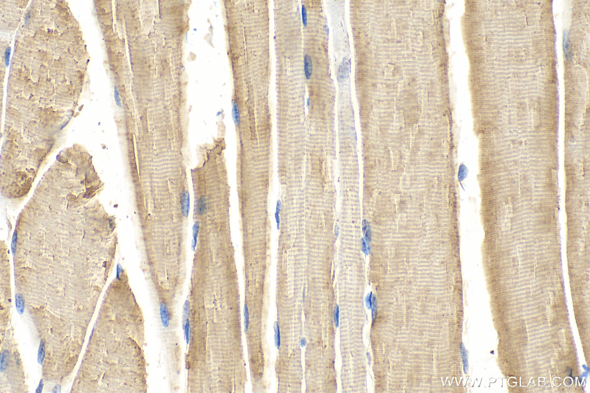 IHC staining of mouse skeletal muscle using 28270-1-AP