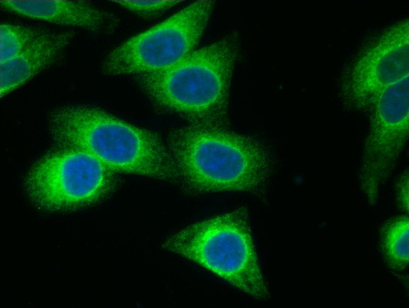 Immunofluorescence (IF) / fluorescent staining of HepG2 cells using Calnexin Monoclonal antibody (66903-1-Ig)