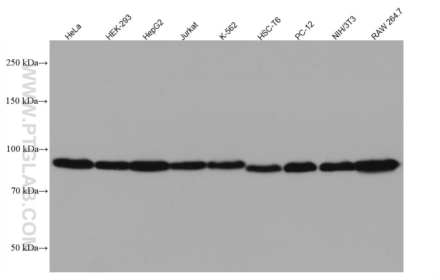 Western Blot (WB) analysis of various lysates using Calnexin Monoclonal antibody (66903-1-Ig)