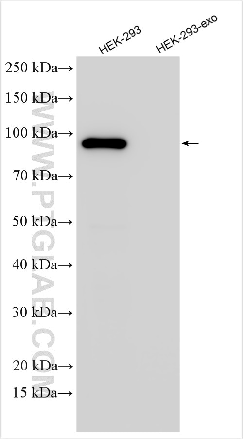 Western Blot (WB) analysis of HEK-293 cells using Calnexin Monoclonal antibody (66903-1-Ig)