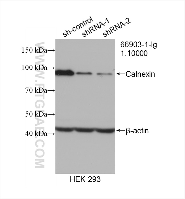 Western Blot (WB) analysis of HEK-293 cells using Calnexin Monoclonal antibody (66903-1-Ig)
