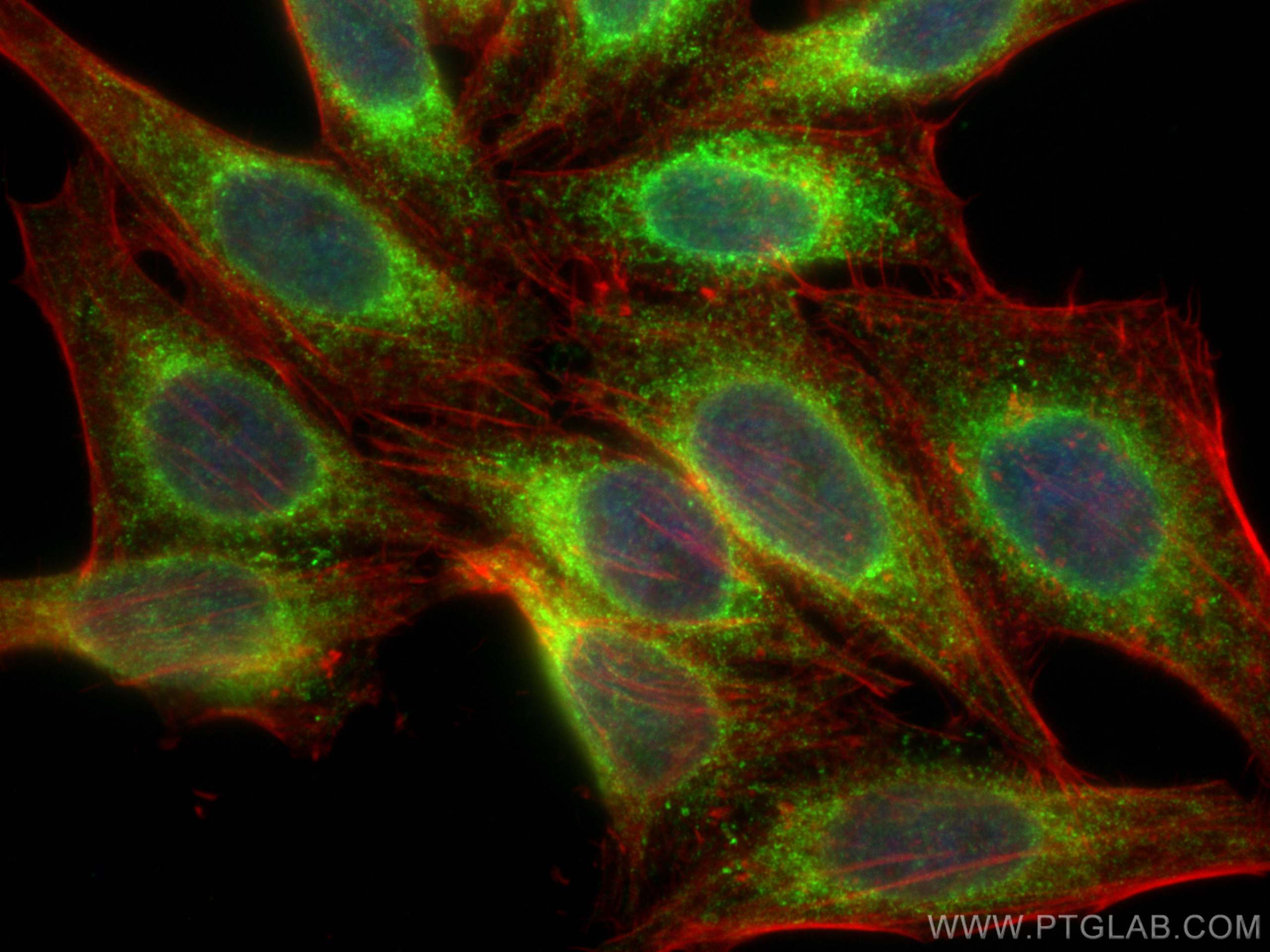 Immunofluorescence (IF) / fluorescent staining of HepG2 cells using Calnexin Recombinant antibody (81938-1-RR)