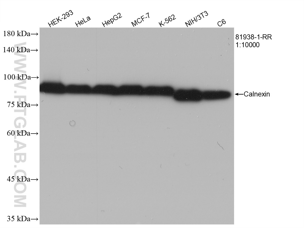 Western Blot (WB) analysis of various lysates using Calnexin Recombinant antibody (81938-1-RR)