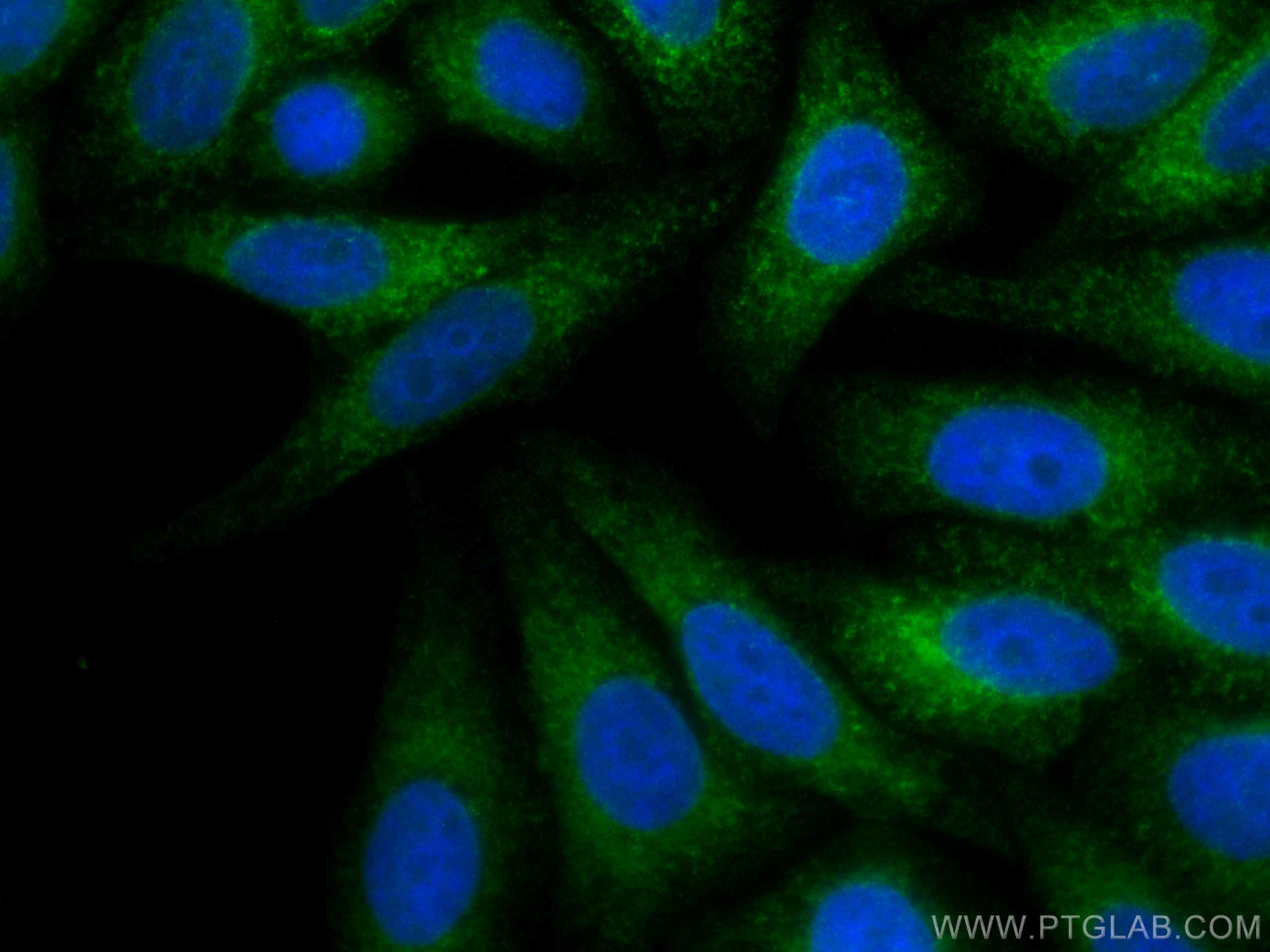 Immunofluorescence (IF) / fluorescent staining of HepG2 cells using CoraLite® Plus 488-conjugated Calnexin Polyclonal  (CL488-10427)
