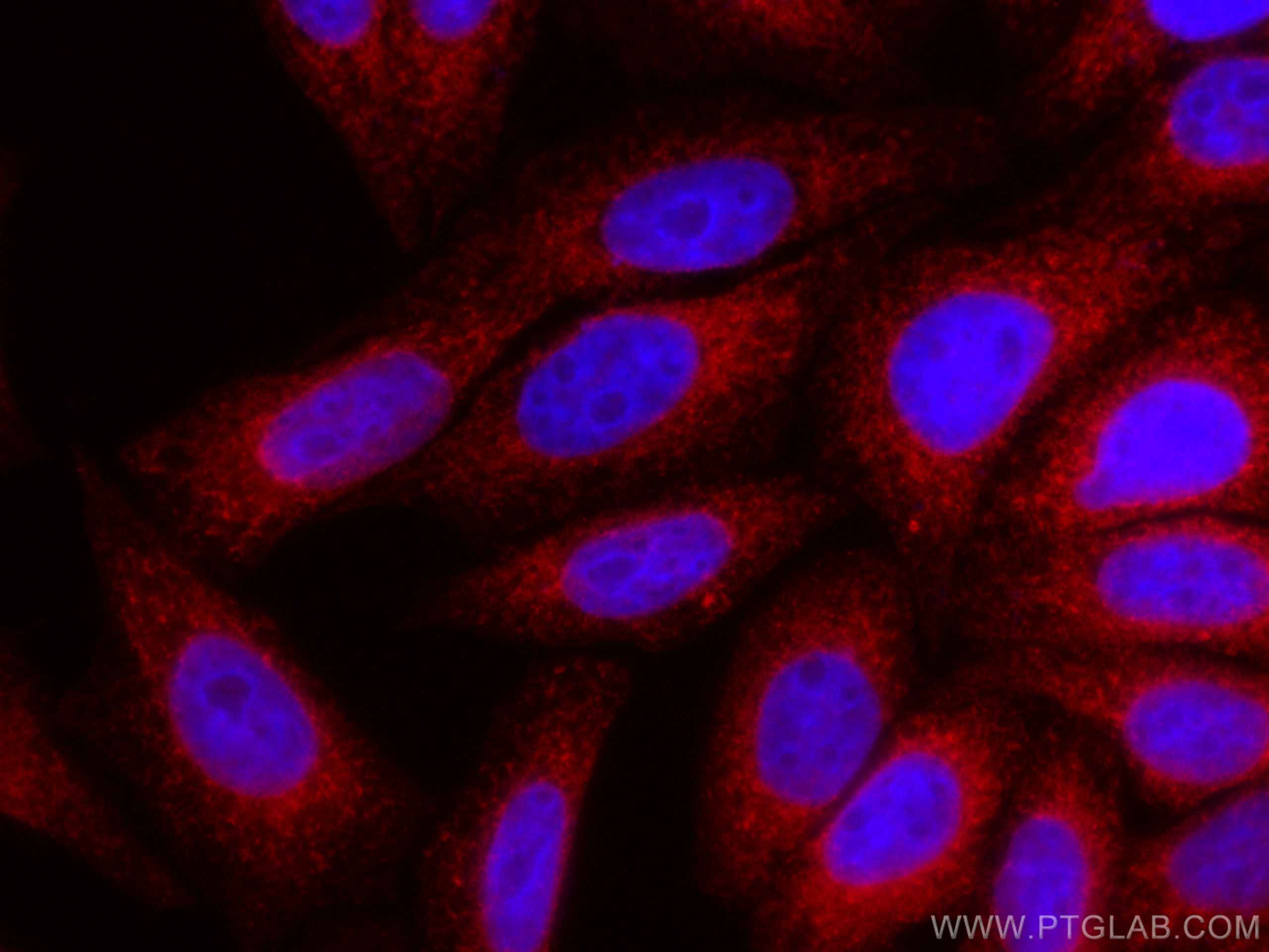 Immunofluorescence (IF) / fluorescent staining of HepG2 cells using CoraLite®594-conjugated Calnexin Polyclonal antibo (CL594-10427)