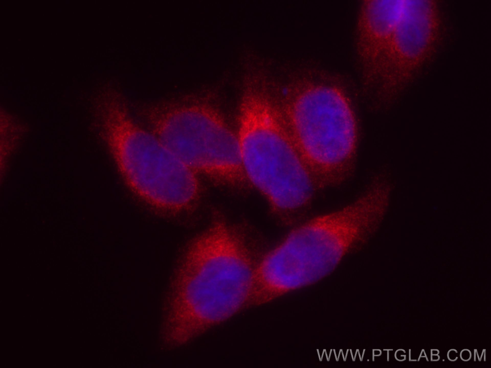 Immunofluorescence (IF) / fluorescent staining of HepG2 cells using CoraLite®594-conjugated Calnexin Monoclonal antibo (CL594-66903)