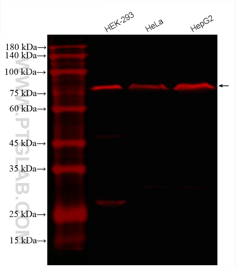 Western Blot (WB) analysis of various lysates using CoraLite®594-conjugated Calnexin Monoclonal antibo (CL594-66903)