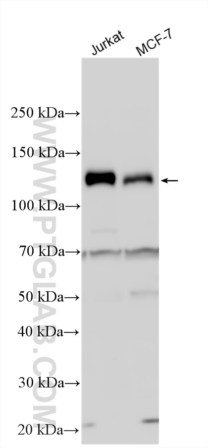 Western Blot (WB) analysis of various lysates using Calpain 15/SOLH Polyclonal antibody (33924-1-AP)