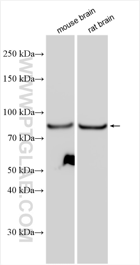 Western Blot (WB) analysis of various lysates using Calpain 7 Polyclonal antibody (26985-1-AP)