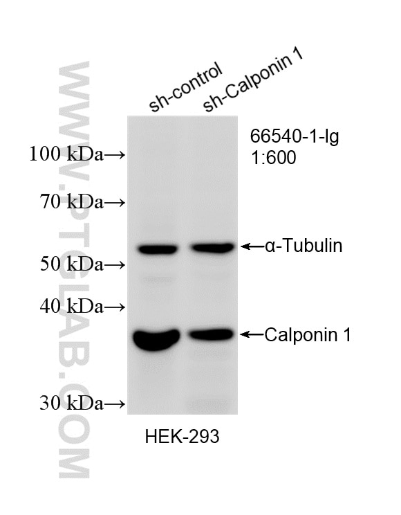 Western Blot (WB) analysis of HEK-293 cells using Calponin 1 Monoclonal antibody (66540-1-Ig)