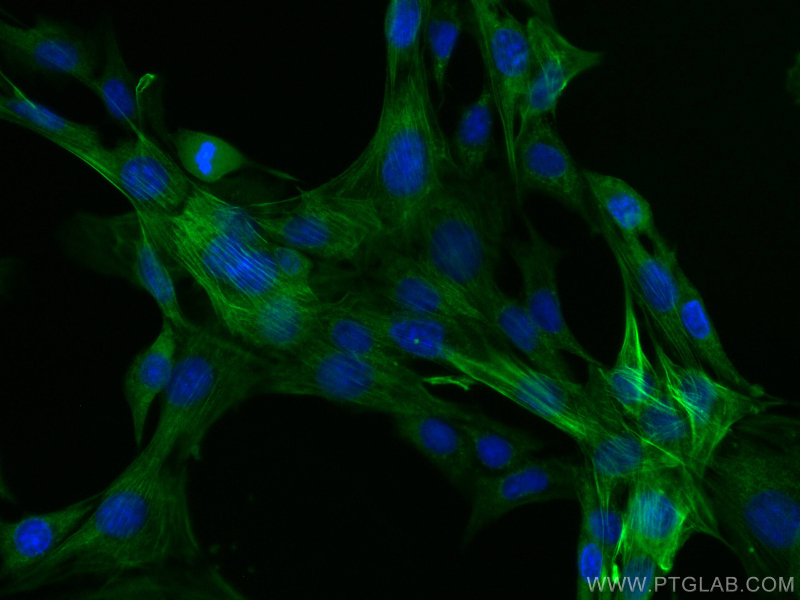 Immunofluorescence (IF) / fluorescent staining of C2C12 cells using CoraLite® Plus 488-conjugated Calponin Polyclonal  (CL488-13938)