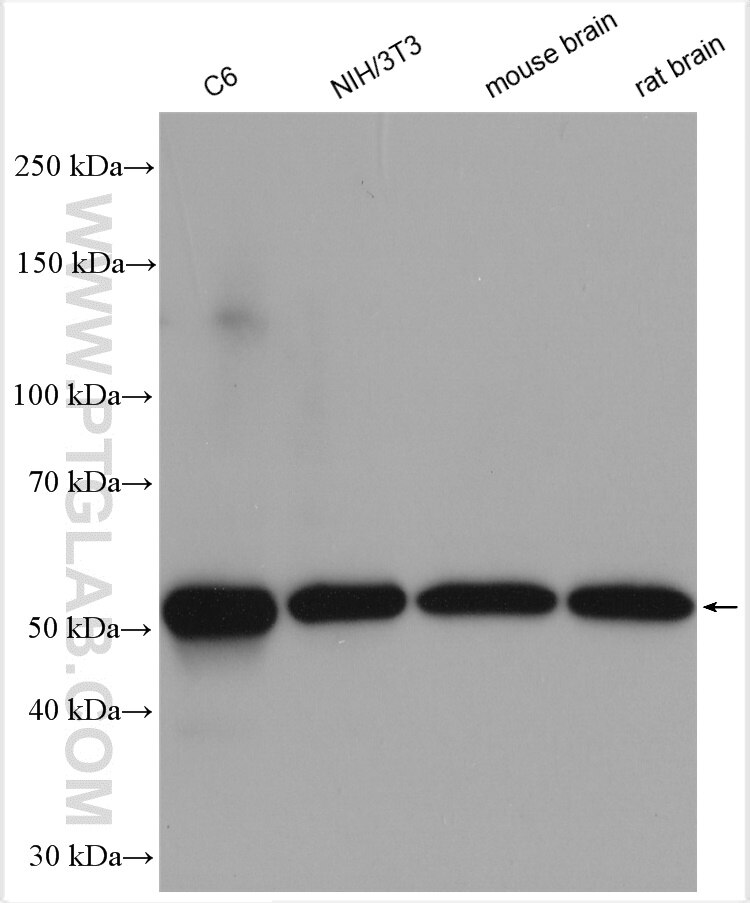 Western Blot (WB) analysis of various lysates using calreticulin Polyclonal antibody (27298-1-AP)