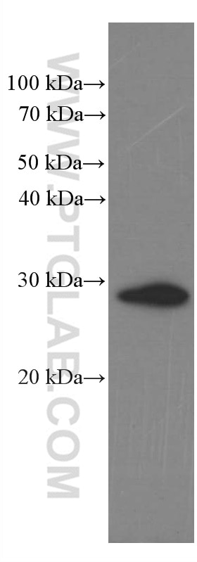 Western Blot (WB) analysis of pig brain tissue using Calretinin Monoclonal antibody (66496-1-Ig)