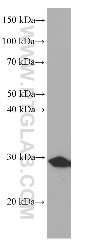 Western Blot (WB) analysis of U-251 cells using Calretinin Monoclonal antibody (66496-1-Ig)