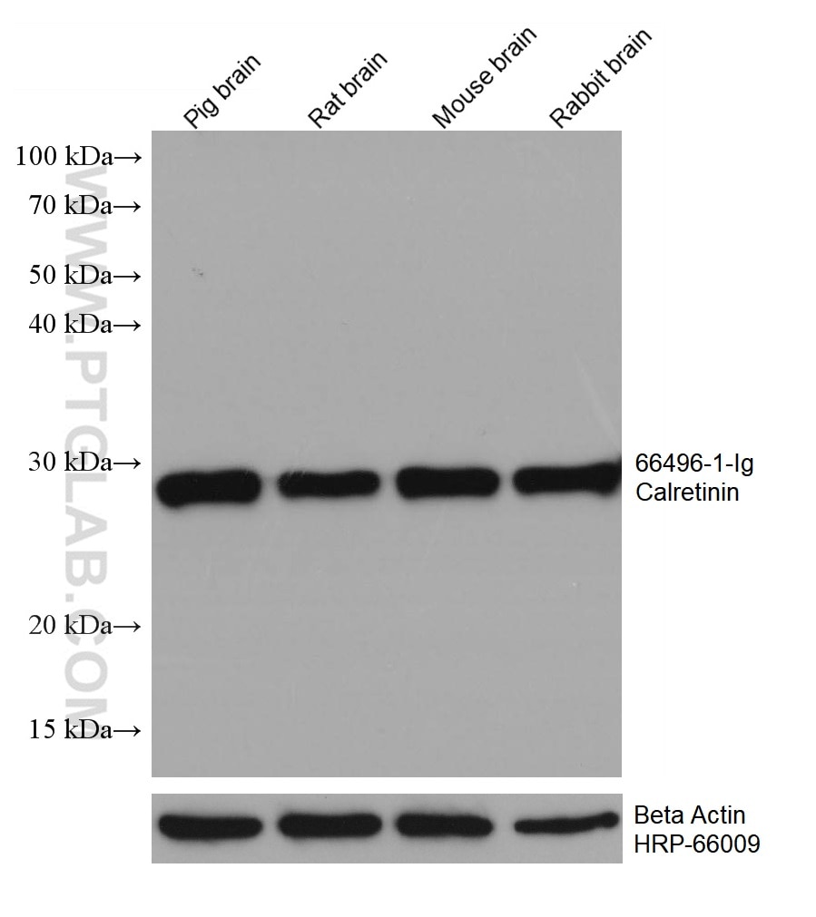 WB analysis using 66496-1-Ig