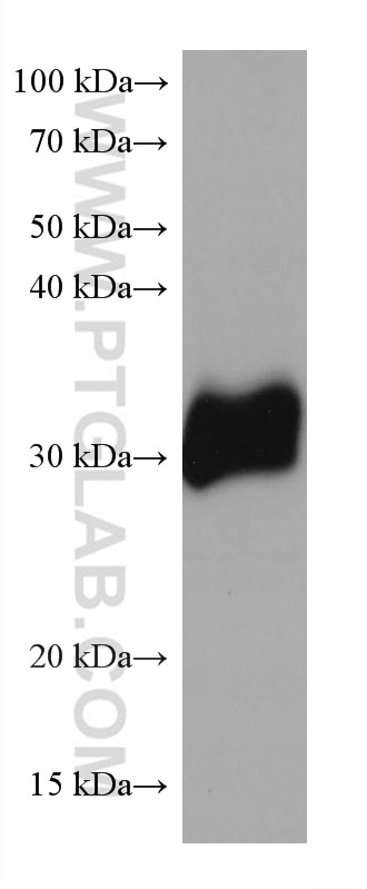 Western Blot (WB) analysis of rat cerebellum tissue using Calretinin Monoclonal antibody (66496-1-Ig)