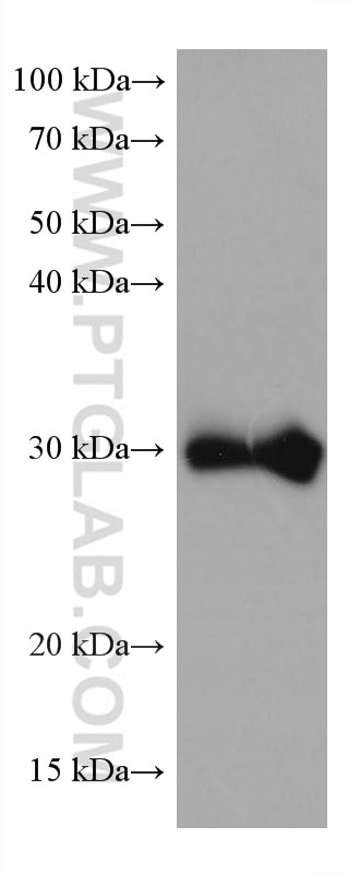 Western Blot (WB) analysis of mouse cerebellum tissue using Calretinin Monoclonal antibody (66496-1-Ig)