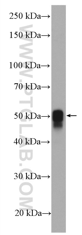 Western Blot (WB) analysis of mouse heart tissue using Calsequestrin 2 Polyclonal antibody (27560-1-AP)