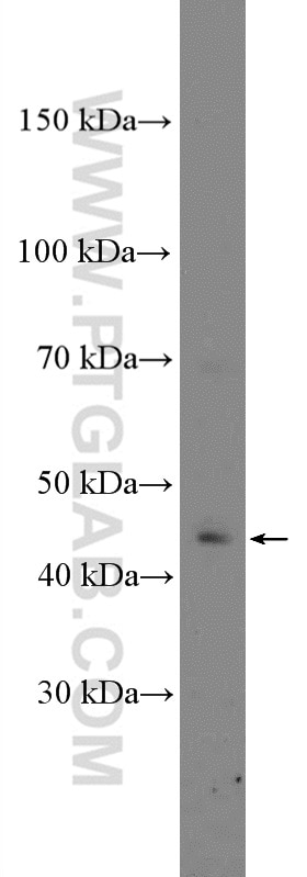 Western Blot (WB) analysis of mouse heart tissue using Calsequestrin 1 Polyclonal antibody (26665-1-AP)