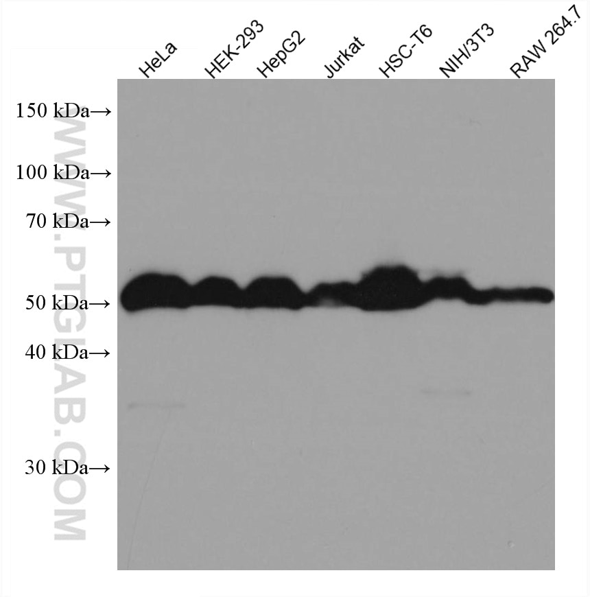 Western Blot (WB) analysis of various lysates using Calumenin Monoclonal antibody (67585-1-Ig)