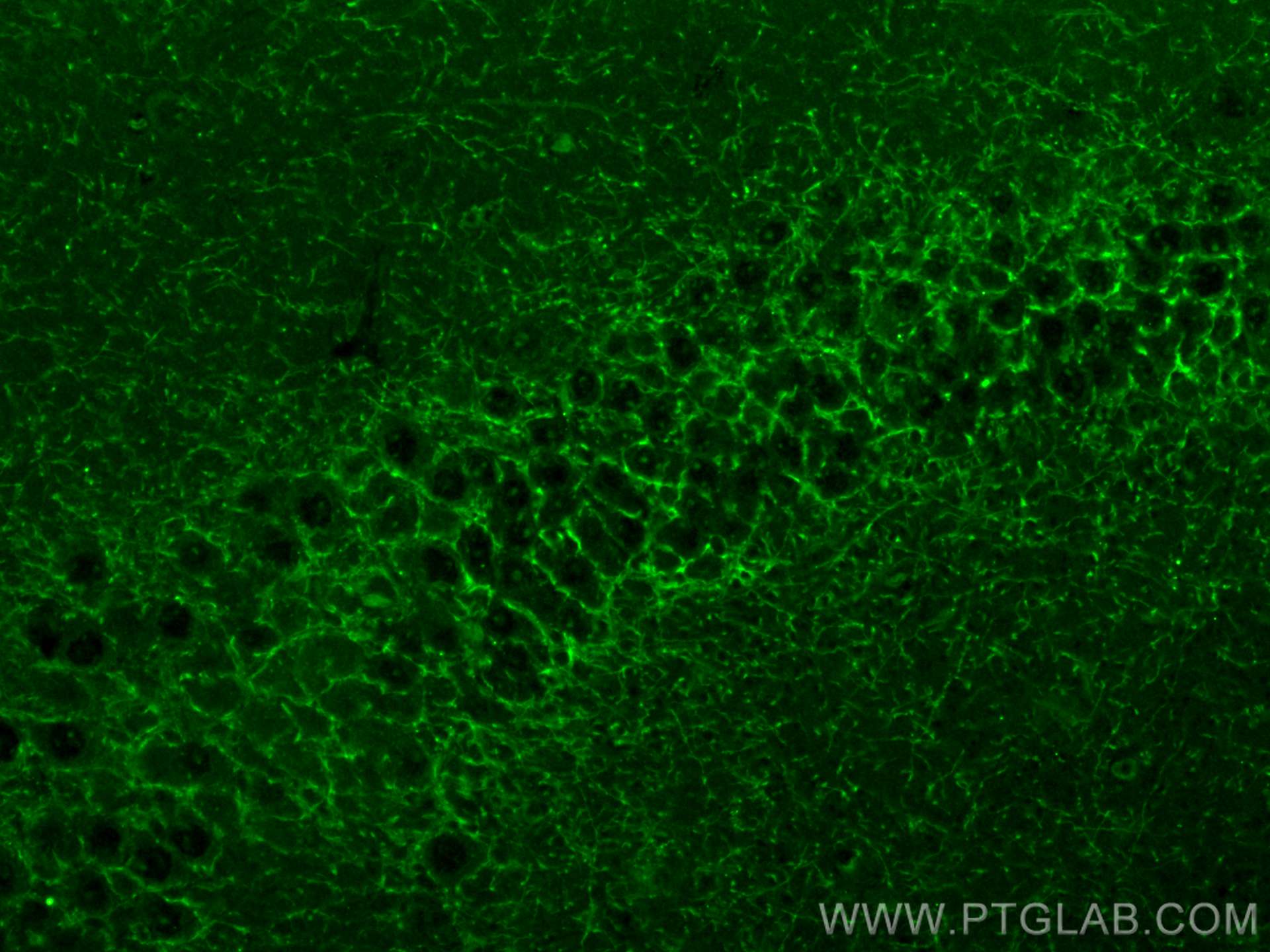 Immunofluorescence (IF) / fluorescent staining of mouse brain tissue using CoraLite® Plus 488-conjugated Cannabinoid receptor (CL488-17978)