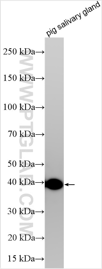 Western Blot (WB) analysis of various lysates using Carbonic Anhydrase 6/CA6 Polyclonal antibody (32740-1-AP)