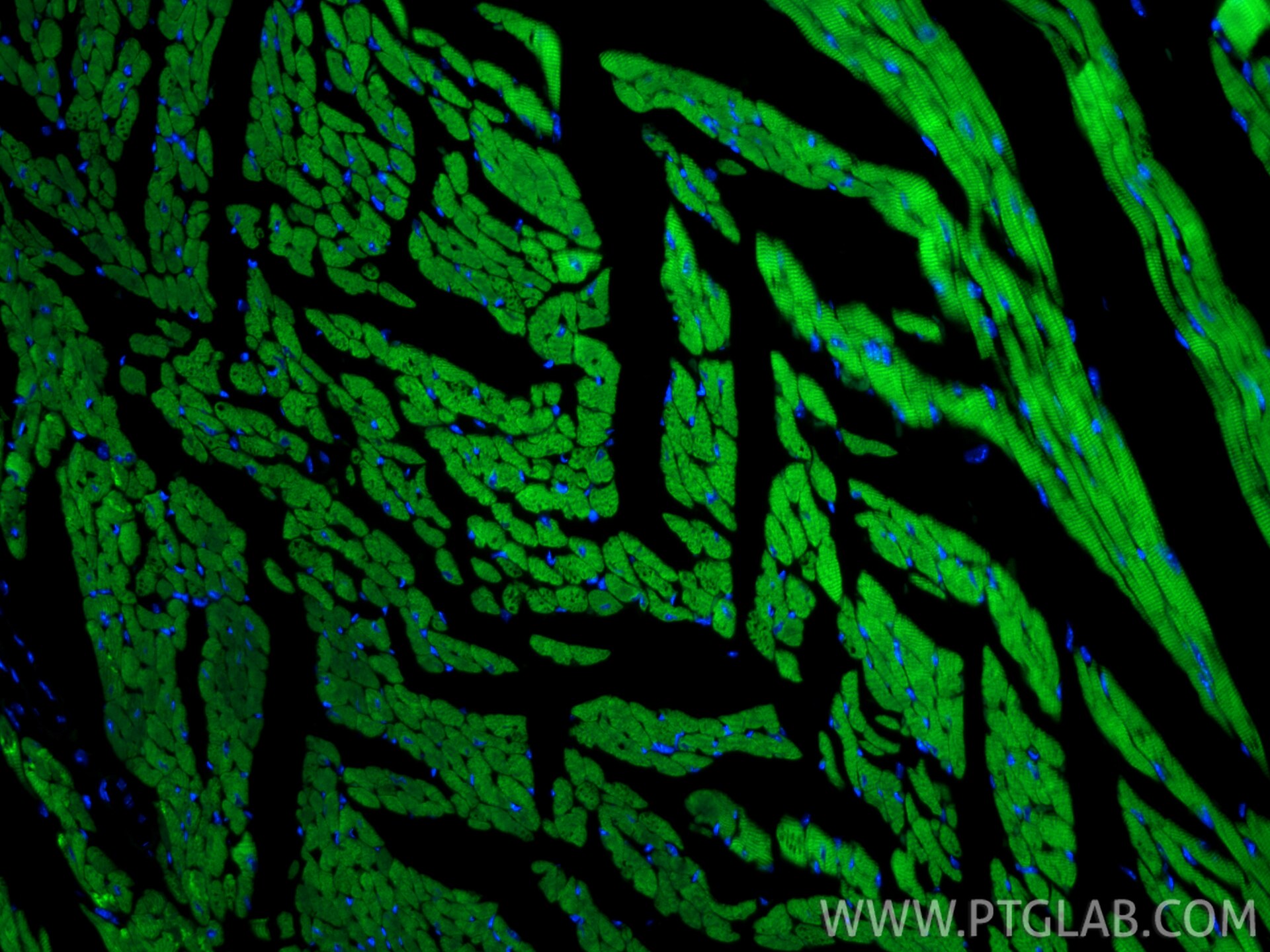 Immunofluorescence (IF) / fluorescent staining of mouse heart tissue using CoraLite® Plus 488-conjugated Cardiac Troponin I R (CL488-86791)