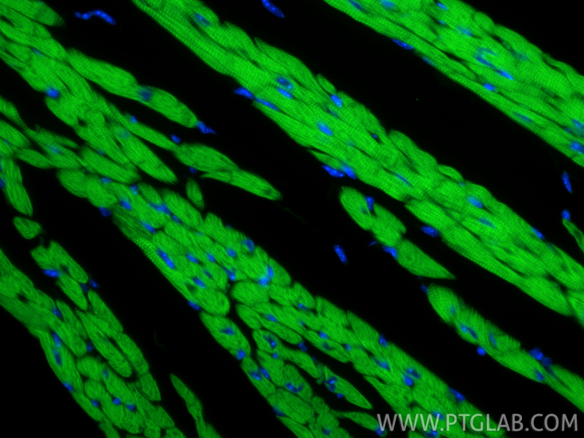 Immunofluorescence (IF) / fluorescent staining of mouse heart tissue using CoraLite® Plus 488-conjugated Cardiac Troponin I R (CL488-86791)