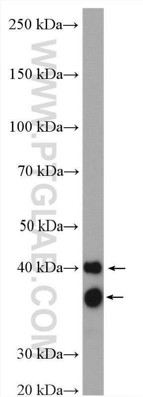 Western Blot (WB) analysis of mouse heart tissue using Cardiac Troponin T Polyclonal antibody (26592-1-AP)