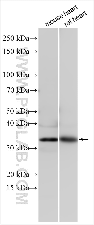 Western Blot (WB) analysis of various lysates using Cardiac Troponin T Polyclonal antibody (26592-1-AP)