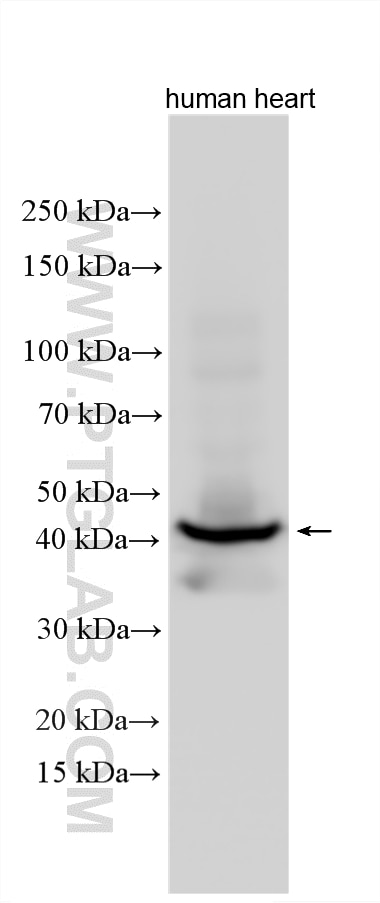 WB analysis using 26592-1-AP Western Blot (WB) analysis of various lysates using Cardiac Troponin T Polyclonal antibody (26592-1-AP)