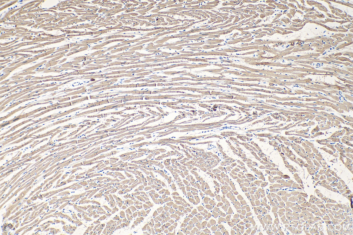 Immunohistochemistry (IHC) staining of rat heart tissue using Cardiac Troponin T Monoclonal antibody (68300-1-Ig)