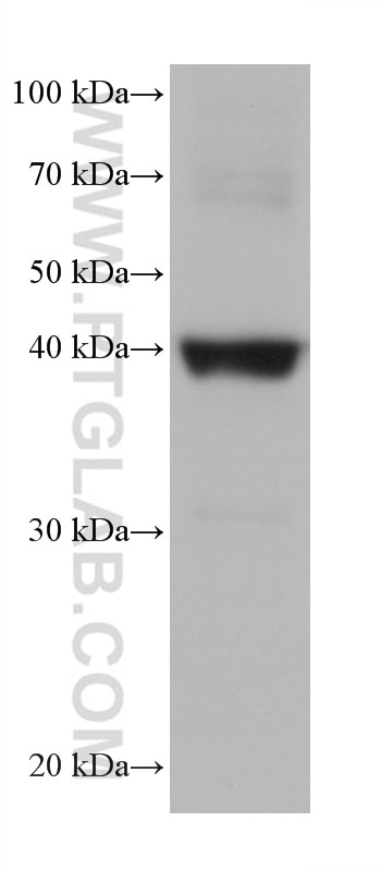 Western Blot (WB) analysis of pig heart tissue using Cardiac Troponin T Monoclonal antibody (68300-1-Ig)