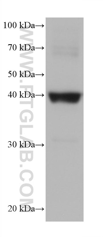 Western Blot (WB) analysis of rabbit heart tissue using Cardiac Troponin T Monoclonal antibody (68300-1-Ig)