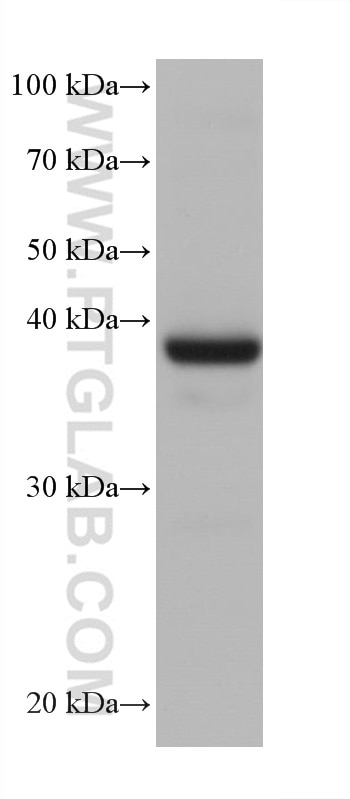 Western Blot (WB) analysis of rat heart tissue using Cardiac Troponin T Monoclonal antibody (68300-1-Ig)