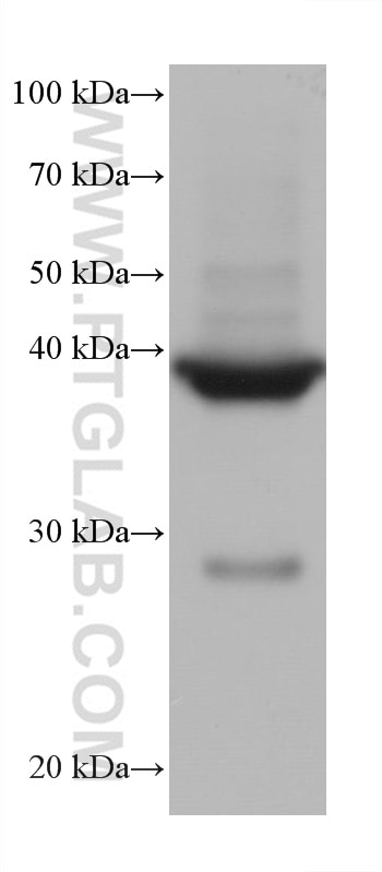 Western Blot (WB) analysis of mouse heart tissue using Cardiac Troponin T Monoclonal antibody (68300-1-Ig)