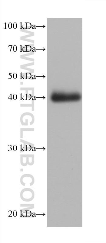 Western Blot (WB) analysis of chicken heart tissue using Cardiac Troponin T Monoclonal antibody (68300-1-Ig)