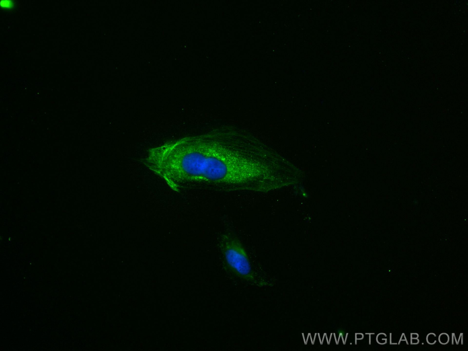 Immunofluorescence (IF) / fluorescent staining of H9C2 cells using CoraLite® Plus 488-conjugated Cardiac Troponin T M (CL488-68300)