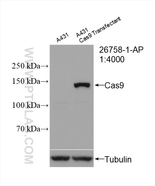 Western Blot (WB) analysis of A431 cells using Cas9 Polyclonal antibody (26758-1-AP)
