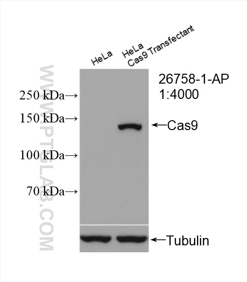 Western Blot (WB) analysis of HeLa cells using Cas9 Polyclonal antibody (26758-1-AP)