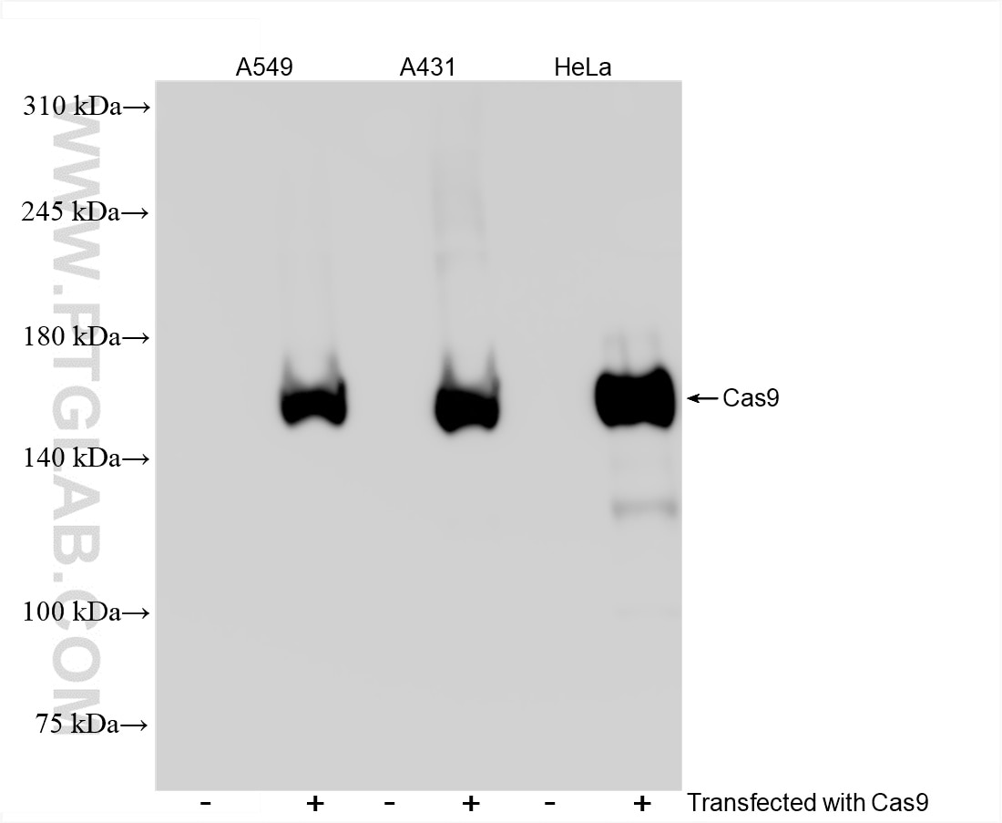 Western Blot (WB) analysis of various lysates using Cas9 Recombinant antibody (85389-1-RR)