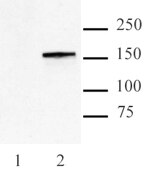 Cas9 antibody (mAb) tested by Western blot. 100 ng of Recombinant Cas9 Protein probed with Cas9 antibody (mAb) at a 0.5 ug/ml dilution.