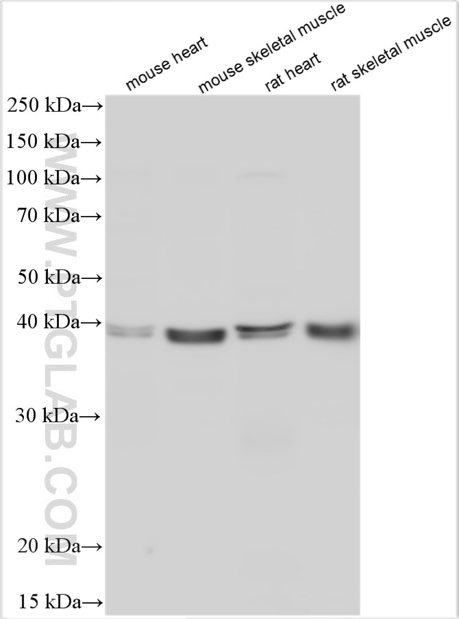 Western Blot (WB) analysis of various lysates using mouse Casp1 Polyclonal antibody (31020-1-AP)