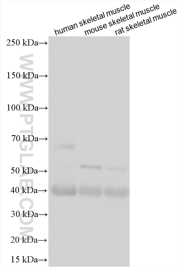 WB analysis using 31020-1-AP Western Blot (WB) analysis of various lysates using Caspase 1 Polyclonal antibody (31020-1-AP)