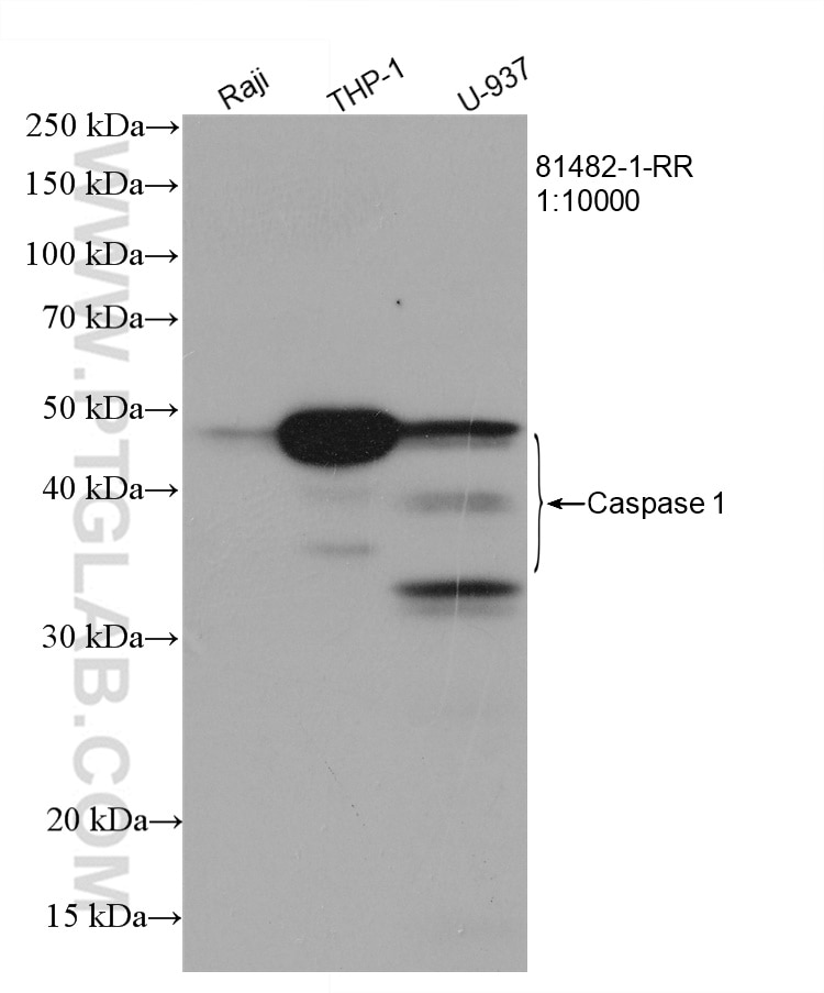 Western Blot (WB) analysis of various lysates using Caspase 1 Recombinant antibody (81482-1-RR)