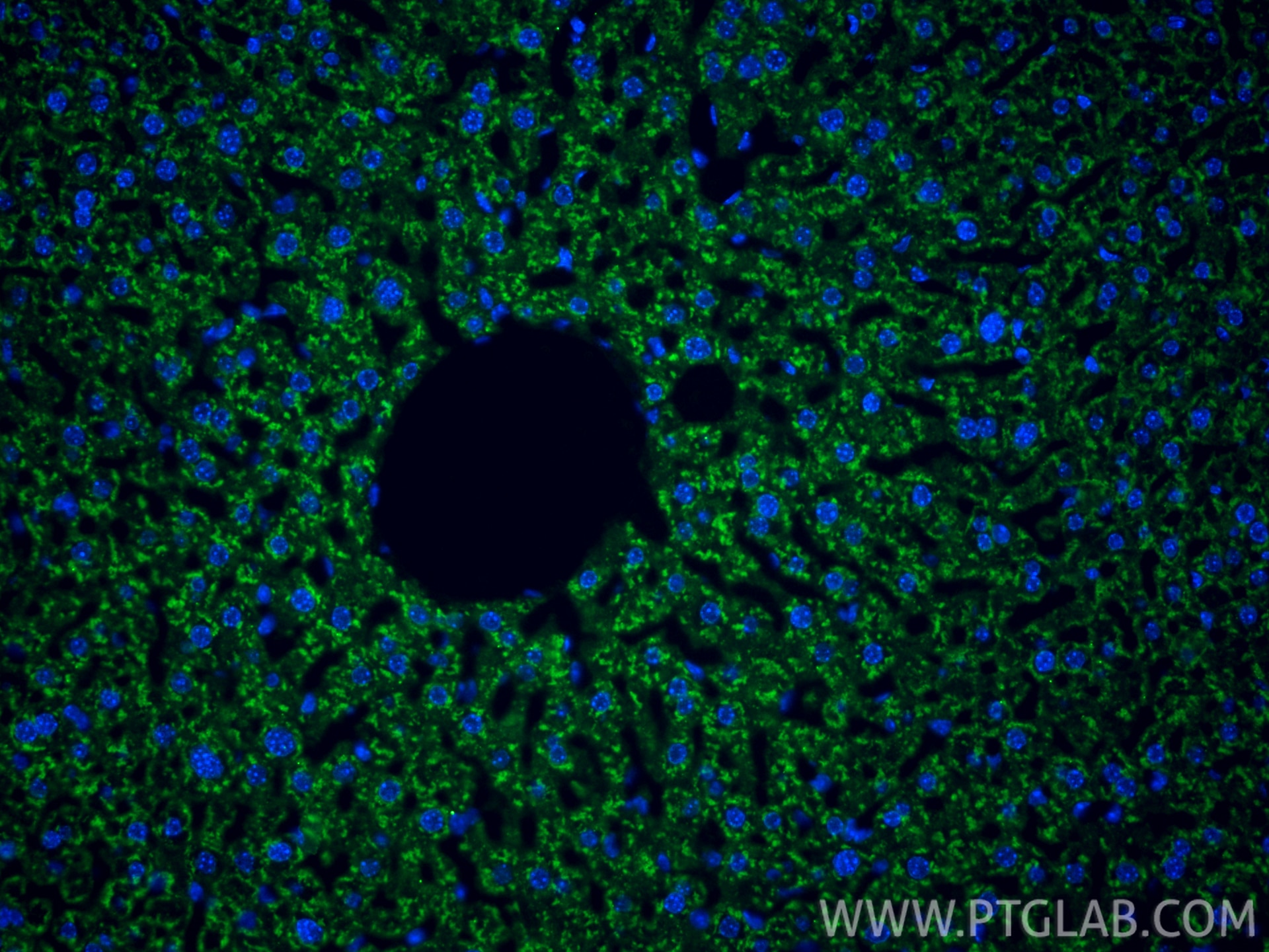 Immunofluorescent analysis of (4% PFA) fixed paraffin-embedded mouse liver tissue using CoraLite® Plus 488 Caspase 1 antibody (CL488-84752, Clone: 241966A3 ) at dilution of 1:200. Heat mediated antigen retrieval with Tris-EDTA buffer (pH 9.0). Immunofluorescence (IF) / fluorescent staining of mouse liver tissue using CoraLite® Plus 488-conjugated Caspase 1 Recombinan (CL488-84752)