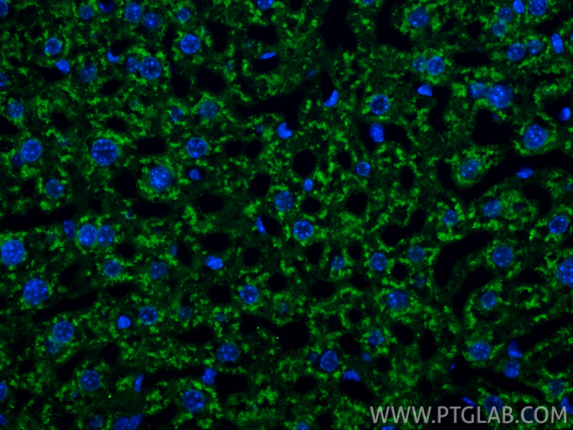 Immunofluorescent analysis of (4% PFA) fixed paraffin-embedded mouse liver tissue using CoraLite® Plus 488 Caspase 1 antibody (CL488-84752, Clone: 241966A3 ) at dilution of 1:200. Heat mediated antigen retrieval with Tris-EDTA buffer (pH 9.0). Immunofluorescence (IF) / fluorescent staining of mouse liver tissue using CoraLite® Plus 488-conjugated Caspase 1 Recombinan (CL488-84752)