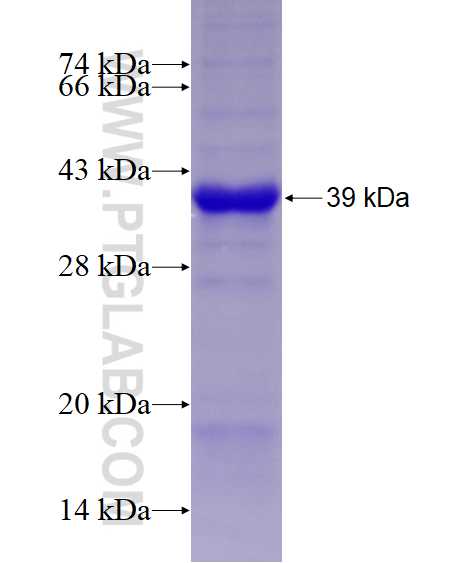 Caspase 1 fusion protein Ag11143 SDS-PAGE
