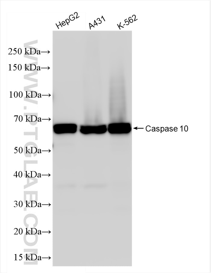 Western Blot (WB) analysis of various lysates using Caspase 10 Recombinant antibody (85196-1-RR)