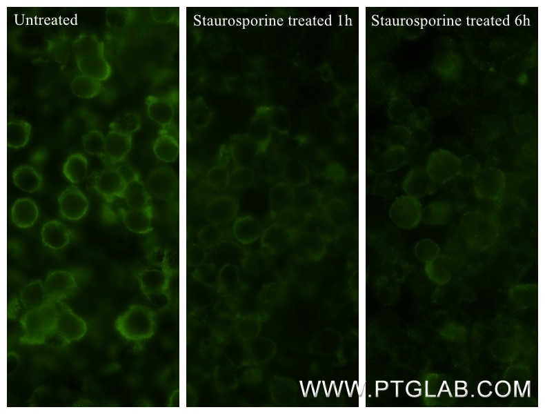 Immunofluorescence (IF) / fluorescent staining of Jurkat cells using Caspase 10 Recombinant antibody (85196-3-RR)